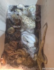 주야간돌문어1k급외퍽~퍽25수20수외마릿수굿~굿 사진