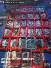 28일 무늬 팁런 29일 라이징하는 대삼치 사진