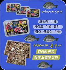 감성돔 마릿수 조황 어초에서 사진