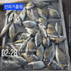 [고성] 병산 감성돔35외 마리수 농어 숭어 흘림조황~~