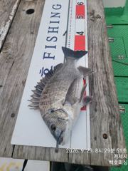 1   [거제] 백호피싱 감성돔 뺀지 참돔 마릿수 흘림조황 1
