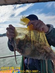 삼천포광명호2.10/2.5일 쭈꾸미 출조 예약 받습니다.[선비5만]