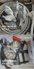 [거제] 거제 ( 어구 일성호 ) 감성돔 손맛 ! 전마선 조황 사진
