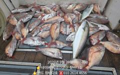 28일 참돔 5자 다수 이제 갑오징어 나갑니다[군산 참바다]