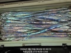 녹동금강호16석 갈치조항.30일갈치자리지정예약제.010-4058-2266