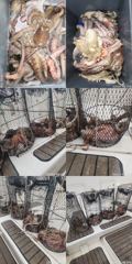 [진해] 문어,4분,1500,1300,1100외,키로,중치,우루루,(예약…