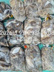 29일,나드리호 갑오징어 천국~잘나오네요~ 군산낚시프라자 나드리호