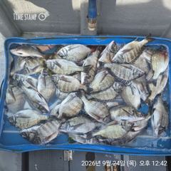 [마산] 해상월1ᆢ감성돔 조황임니다!!