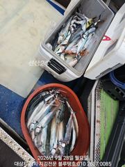 [경주] 덩치급 대삼치들 따로, 고시삼치들 따로ㅡ28/월!