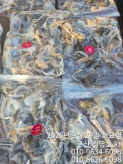 29일 쭈꾸미오후반