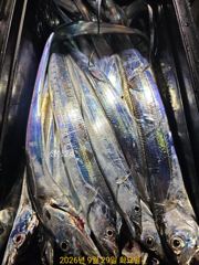내만갈치 씨알 마릿수 손맛까지 예약가능