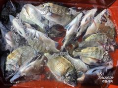 경동레저(신광) 선외기낚시 흘림찌낚시 감성돔 뻰찌 조과 사진