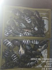 09.29 [부산] 가덕대항낚시[감성돔/마릿수]조황입니다 사진