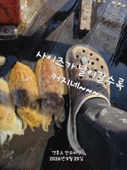 9월 29일 쭈갑이 독배!