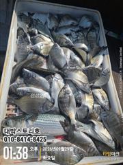 감성돔~ 연일 떼고기 120수찍고 조기철수 ~ 사진