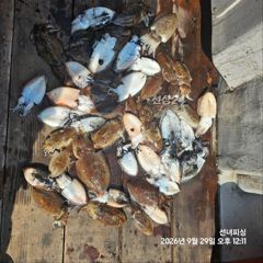 안면도 갑오징어 낚시 시간배 대박 조황 사진