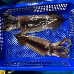 9월 29일 야간 갈치텐빈(반타임) 조황