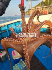 30일, 군산문어~싸이즈 좋은 덩치급 문어가 낚이네요~실시간~군산낚시프라자 챔피언호