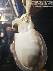 군산리더호 갑오징어 실시간 잘 나오네요 2일자리여유