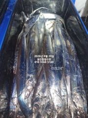 [마산] 내만갈치)3지짜리가 쏟아집니다~오늘예약가능