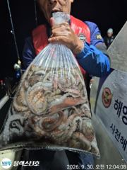 [사천] 야간문어 매일마일 망태기 빵빵~