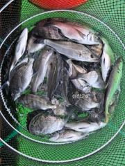 [통영] 감시선상~ (실시간) 손맛보고 있습니다~