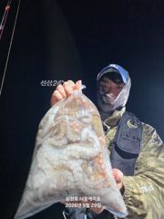 [사천] 삼천포 주간 , 야간 문어조황! 매일출조 자리여유!