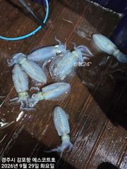 주간은 대삼치 야간은 무늬오징어 예약중입니다