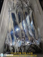 내만칼치ㅡ씨알 매우 좋습니다 손맛굿(오늘예약가능