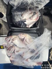 광도 거문도 씨알급 돌돔조황