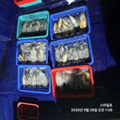 [거제] (무늬오징어)야간 팁런 마릿수 쭉쭉 뽑는 중~스마일호(오늘 예약… 사진