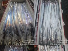 [ 진도보디가드호 ] ==>> 심선장 ==>> 왕갈치 조황입니다. < 소수 인원인으로 쿨러 가~~득 다녀왔습니다. => 10/2(금), 3(토), 4(일), 5(월)...~~ 쭉~~자리여유 있습니다. >
