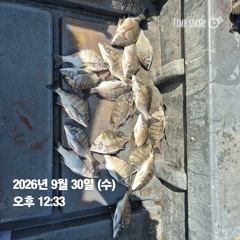 [마산] 돔앤돔호 오늘 1분 조황입니다.마릿수