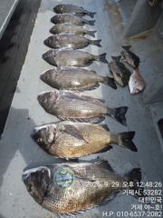 [거제] (감성돔)대물터 포착 5짜5짜5짜5짜5짜급 초~대박 야호(1일 … 사진