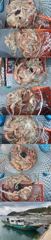 "" 돌문어 "" 묵직한 손맛보기.(예약가능)