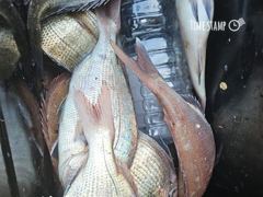 거제 ( 어구 일성호 ) 참돔 손맛 ! 전마선 조황
