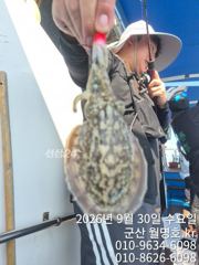 [군산] 30일 쭈꾸미 오후반 실시간