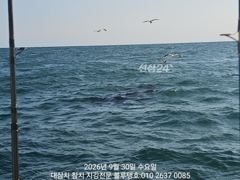 돌고래를 찾았는데 대멸치만 가득히...!