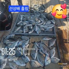 병산 감성돔38외 마리수 농어 숭어 선상배&선외기흘림조화 ~~