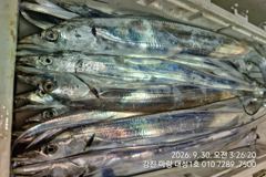마량대성1호 30일조황 용왕님이 이만큼 갈치 담아주셨어요