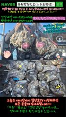 9월30일 홍원항힐링호 쭈반갑반 망테기 조황~!장원4.8kg(쭈갑) 2등부부조사님 8kg~등등.낚지탕탕이는 서비스 ㅎㅎ손맛보고 힐링들 하고 가셨습니다^^