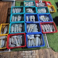 팁런무늬오징어 가까운곳에서 손맛보려오세요 오늘자리여유많습니다