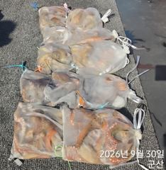 <볼보호> 문어 종일 마무리 조황(30일)-즐낚하고 입항했습니다