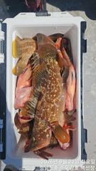 강진마량 백선장 금요일 붉바리외수질 출항합니다.