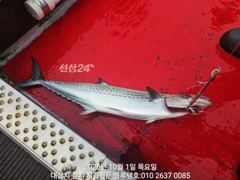 [경주] 10월 첫날 아침 대삼치들, 고시삼치들 현장모습!