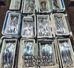 1일,내만갈치,호조황연속,엄청나게 나옵니다.오늘출항(목,금,월~예약가능)