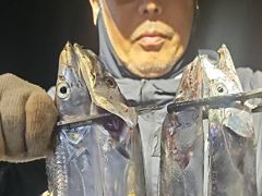 내만갈치 시즌최고씨알~타작했습니다!! (오늘예약가능)