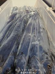 [통영] 풀치는 생미끼사용 .. 큰놈들은 쿨러속으로 ... 쭉 자리여유 …