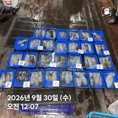 260929 화요일 무늬오징어 조황 장원17 총102수 강구신신호 팁런 선상낚시 사진