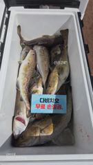 26.10.1일 대구라바 조황 입니다